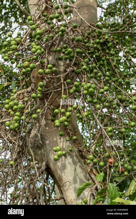 pruning fig trees in south africa - Hye Salcedo