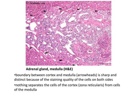 PPT - Histology of Adrenal Gland - Medulla PowerPoint Presentation - ID ...