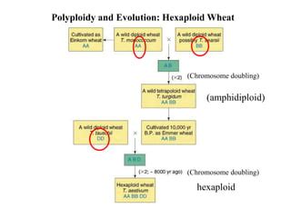 22. Polyploidy in plant breeding in crop improvement | PPT