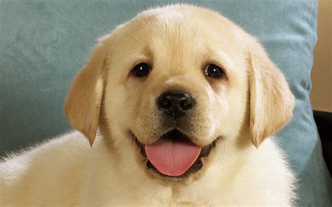 Adorable Dog HD Wallpaper: Joyful Puppy Smile