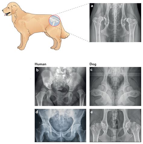 How Common Is Arthritis In Dogs