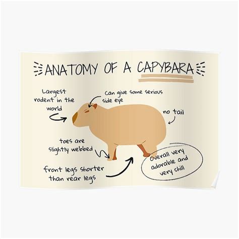 "Anatomy of a capybara" Poster for Sale by sunnySaraV | Redbubble