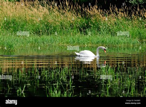 Male Mute Swan on marshland habitat Stock Photo - Alamy