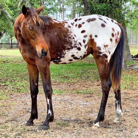 Appaloosa Horse | Appaloosa horses, Horses, Animals and pets