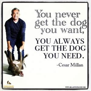 Cesar Millan Quotes. QuotesGram