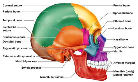 skull bones labeled - Google Search | Anatomy bones, Human skull ...