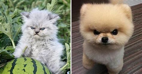 20+ Animals Who Are So Cute When They Get Angry - Paws Planet