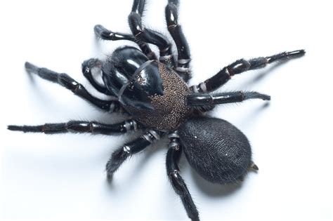 Funnel-web Spiders - The Australian Museum