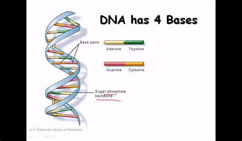 [DIAGRAM] Dna Strand Diagram - MYDIAGRAM.ONLINE