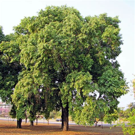 Jambolão (Syzygium cumini) | Syzygium cumini MYRTACEAE Local… | Flickr