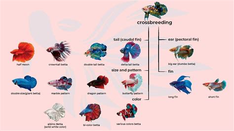 Betta Fish Genetics 101: Science Behind Breeding Colorful Bettas ...