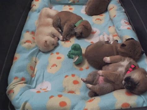 Sleeping puppies - Teh Cute