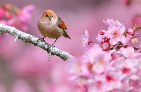 animals, Nature, Birds, Flowers, Depth Of Field, Pink Flowers ...