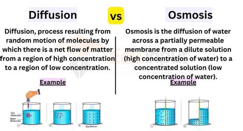 Diffusion vs. Osmosis: Understanding the Differences