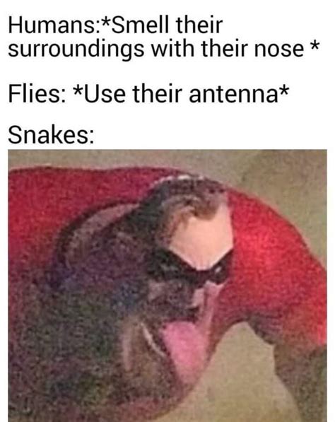 Thanks, I hate snake olfactory system : r/TIHI