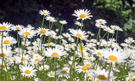 Selecting the Right Daisies for Your Flower Garden