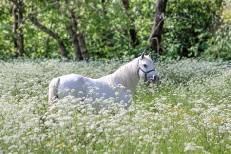 White horses in flower meadow — Stock Photo © cmfotoworks #28835185