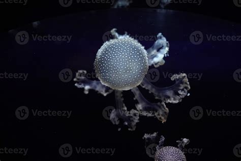 white spotted jellyfish underwater 18761590 Stock Photo at Vecteezy