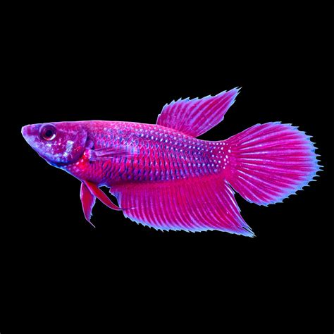 Betta Fish | Buy Live Betta Fish for Sale | Petco | Betta fish, Betta ...