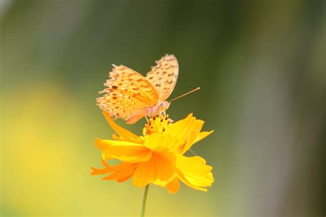 97 + Yellow Butterfly Wallpaper Hd Picture - MyWeb