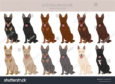 Australian Kelpie All Colours Clipart Different Stock Vector (Royalty ...