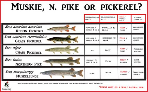 Katie O'Reilly on Twitter: "While they look very similar, northern pike ...