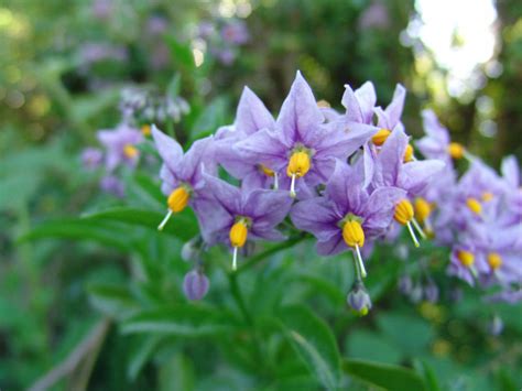 Poisonous Plants: Chinese Lantern, Deadly Nightshade and Castor Oil ...