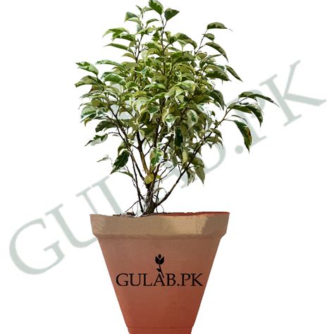 Ficus Variegated | Shrubs plants | Online plant nursery | Gulab.pk