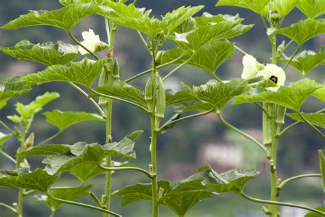 13 Best Examples of Cover Crops for Your Small Farm