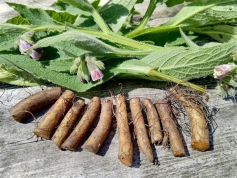 10 Comfrey Root Cuttings Bocking 14 | Etsy