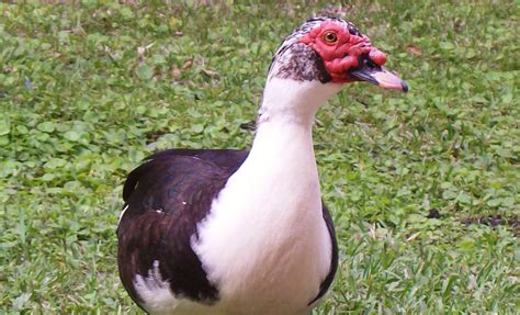 Story of Muscovy Duck | D'Artagnan