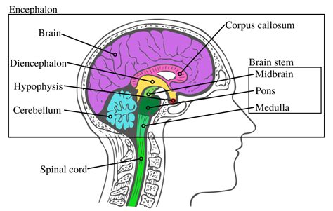 The anatomy of the human brain – Speechneurolab