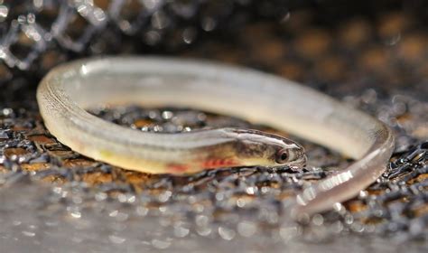 Nature on the Edge of New York City: Baby Glass Eels in New York Harbor