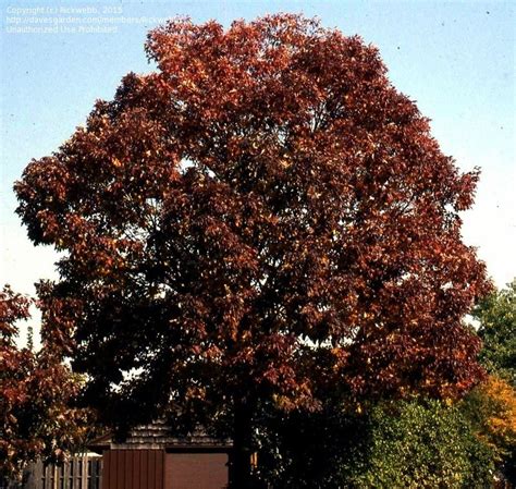 PlantFiles Pictures: White Ash 'Autumn Purple' (Fraxinus americana) by ...