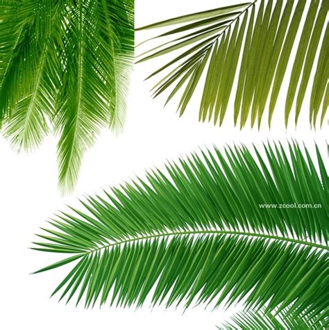 Coconut tree leaves closeup highdefinition picture 3p Free stock photos ...