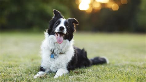 The Herding Dogs Breeds - Breed Profile, Facts, Images