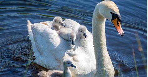 What’s a Baby Swan Called + 4 More Amazing Facts! - IMP WORLD