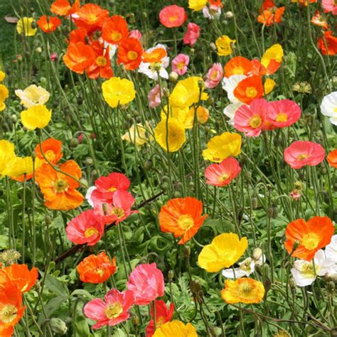 Annual & Biennial Seeds 200 ICELAND POPPY SEEDS Papaver Nudicaule Seeds ...