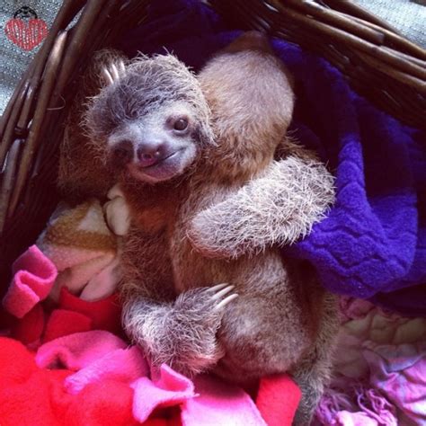 baby sloth Archives - Sloths.com.au