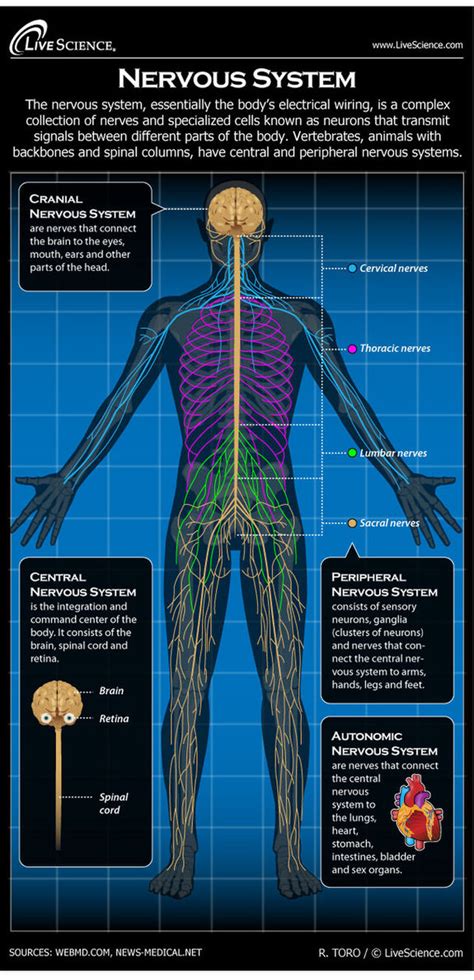 Unit 3:1 - Divisions of the nervous system and parts of the brain ...