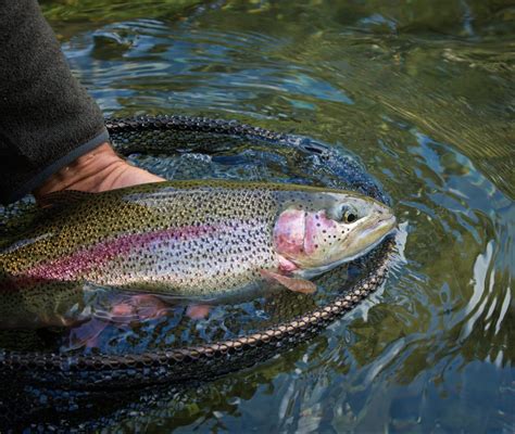 Best Bait for Rainbow Trout in Ponds - Fishing Fanatiks