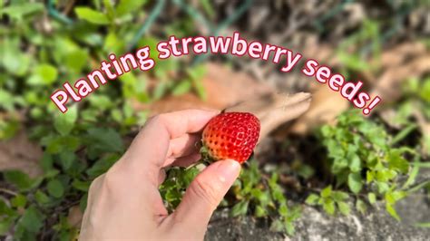 Planting strawberry seeds! 🍓 - YouTube