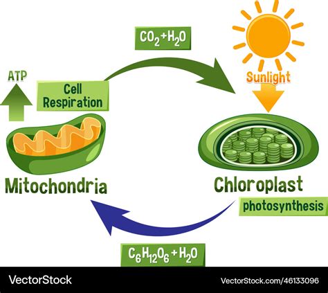 Photosynthesis and cellular respiration diagram Vector Image