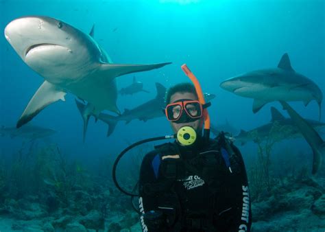 Bahamas Cruise Excursions | Nassau Shark Scuba Diving Adventure - $202us