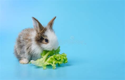 Rabbit Eating Lettuce on Blue Background Stock Photo - Image of leaf ...