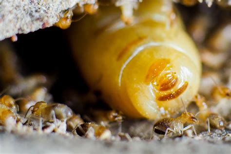 Why Are Termite Queens So Big? | Pest Wisdom