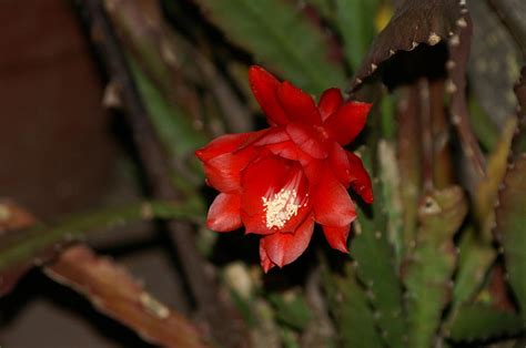 The Red Cactus Flower Photograph by Thomas D McManus - Fine Art America