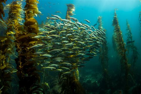 La Jolla Kelp Forest Dive - San Diego Scuba Guide