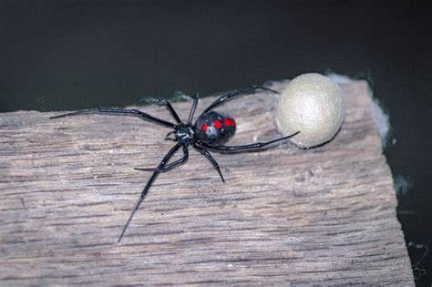 Black Widow Spider Information | Arachnids | Geography Scout