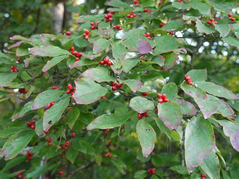 Flowering dogwood | Identify that Plant